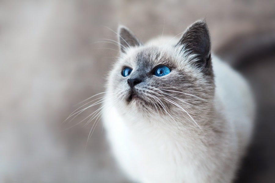 Robocat