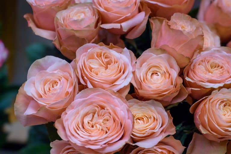 How to Choose the Perfect Roses Online: Exploring the Selection at Rosaholics